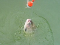 /album/galeria-de-fotos/dsc00522-jpg/