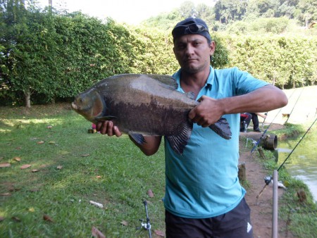 Tambaqui